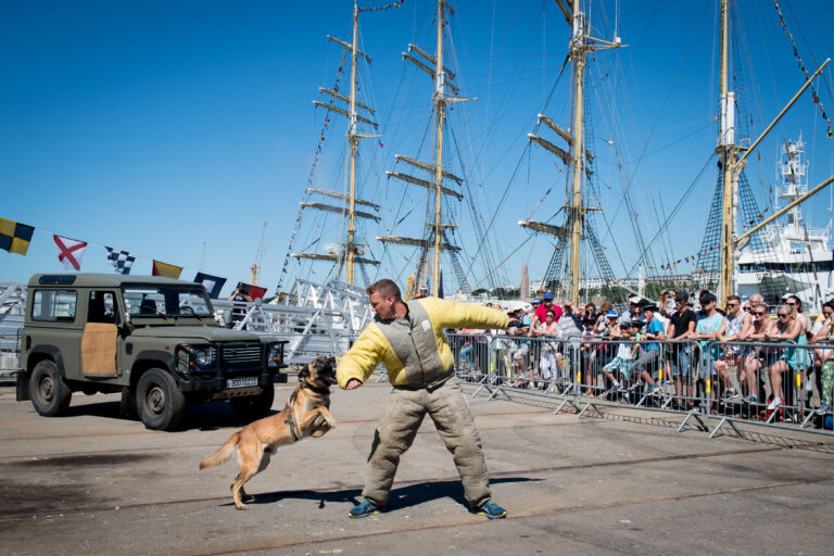 Démonstration cynotechnique des fusiliers marins durant les fêtes maritimes internationales de Brest 2016 le 18 juillet 2016.