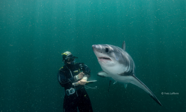 Des requins et des hommes